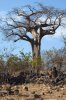 African Baobab :: Afrikanischer Affenbrotbaum