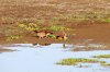 Egyptian Goose :: Nilgans