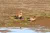 Egyptian Goose :: Nilgans