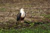 African Fish Eagle :: Schreiseeadler