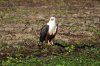 African Fish Eagle :: Schreiseeadler