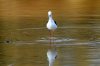 Black-winged Stilt :: Stelzenlufer