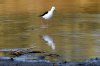 Black-winged Stilt :: Stelzenlufer