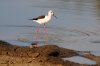 Black-winged Stilt :: Stelzenlufer