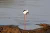 Black-winged Stilt :: Stelzenlufer