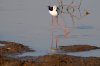 Black-winged Stilt :: Stelzenlufer