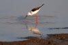 Black-winged Stilt :: Stelzenlufer