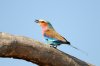 Lilac-breasted Roller :: Gabelracke