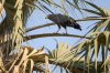 Gymnogene or African Harrier-hawk :: Schlangensperber (Hhlenweihe)