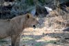 Lion :: Lwe