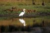 Great Egret :: Silberreiher