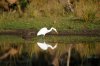 Great Egret :: Silberreiher