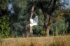 Great Egret :: Silberreiher