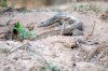 Monitor lizard :: Waran