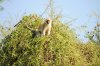 Vervet Monkey :: Grünmeerkatze