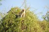 Vervet Monkey :: Grnmeerkatze