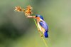 Malachite Kingfisher :: Malachiteisvogel oder Haubenzwergfischer