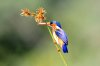 Malachite Kingfisher :: Malachiteisvogel oder Haubenzwergfischer