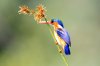 Malachite Kingfisher :: Malachiteisvogel oder Haubenzwergfischer