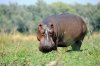 Hippopotamus :: Flusspferd