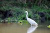 Great Egret :: Silberreiher