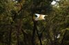 Great Egret :: Silberreiher