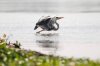 Grey Heron :: Graureiher