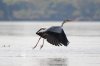 Grey Heron :: Graureiher