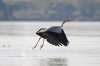 Grey Heron :: Graureiher