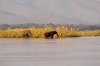 Elephant :: Elefant