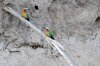 White-fronted Bee-eater :: Weistirnbienenfresser