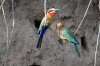 White-fronted Bee-eater :: Weißstirnbienenfresser