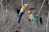 White-fronted Bee-eater :: Weistirnbienenfresser