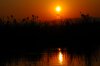 Sunset :: Sonnenuntergang  Lower Zambezi