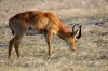 Puku - Kafue National Park