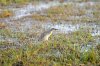 Squacco Heron :: Rallenreiher