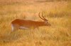 Puku - Kafue National Park