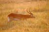 Puku - Kafue National Park