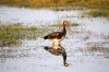 Egyptian Goose :: Nilgans