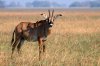 Roan Antilope :: Pferdeantilope