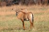 Roan Antilope :: Pferdeantilope