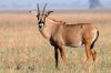 Roan Antilope :: Pferdeantilope