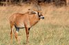 Roan Antilope :: Pferdeantilope