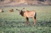 Roan Antilope :: Pferdeantilope