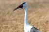 Wattled Crane :: Klunkerkranich