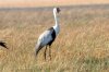 Wattled Crane :: Klunkerkranich