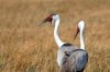 Wattled Crane :: Klunkerkranich