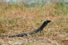 Monitor lizard :: Waran