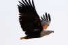 African Fish Eagle :: Schreiseeadler