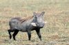 Warthog :: Warzenschwein